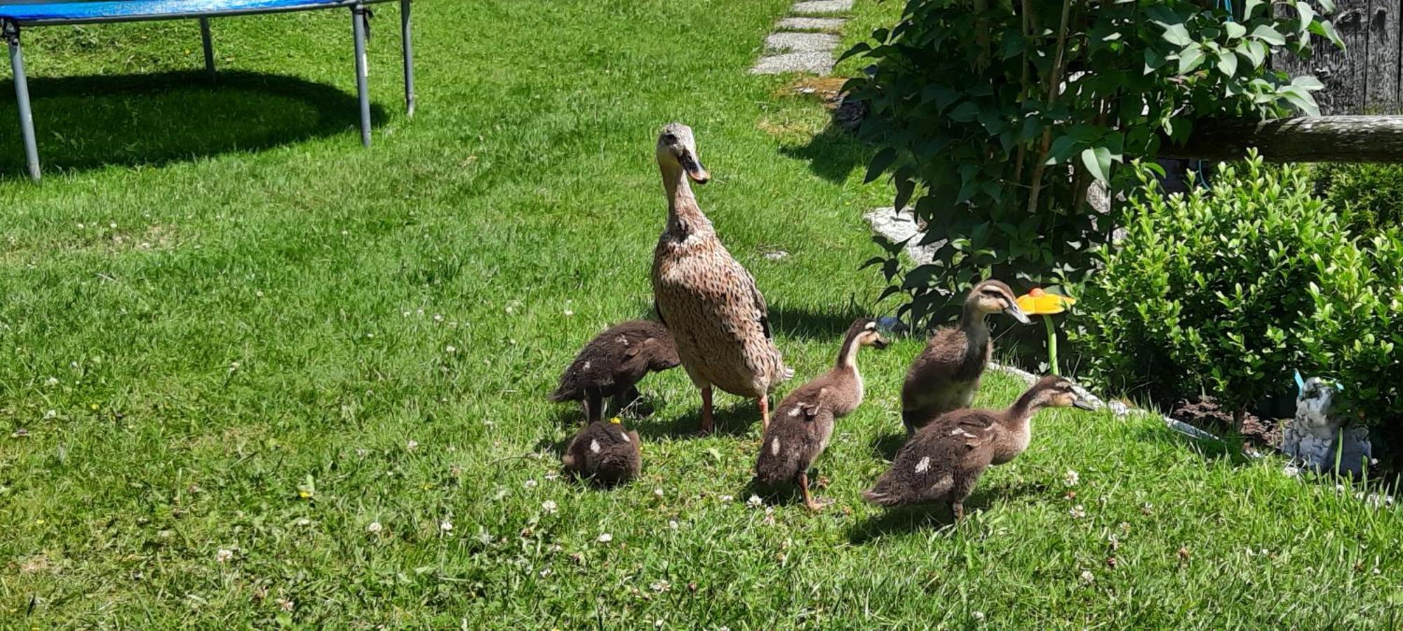 Ferienwohnungen Rieder Gerlos Bagian luar foto